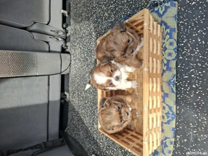 Pechinezi 7 săptămîni - imagine 3 Pechinezi 7 săptămîni - imagine 3