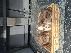 Pechinezi 7 săptămîni - imagine 4 Pechinezi 7 săptămîni - imagine 4