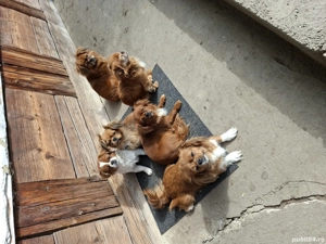 Pechinezi 7 săptămîni - imagine 5 Pechinezi 7 săptămîni - imagine 5