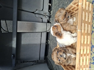 Pechinezi 7 săptămîni