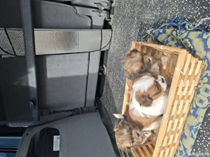 Pechinezi 7 săptămîni - imagine 2 Pechinezi 7 săptămîni - imagine 2