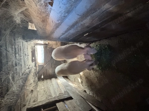 Porc de craciun  - imagine 2