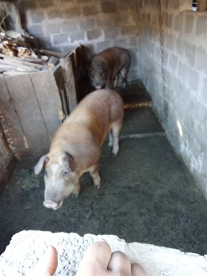 Vând duroc pentru sacrificat 140 kg - imagine 2