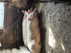 Porc de craciun  - imagine 3