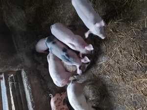 vand purcei de 11 saptamani