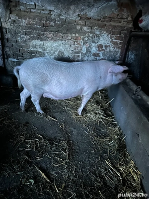 vând doua scroafe gestante la prima fătare