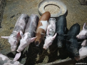 Purcei metis vietnamez+mangalita