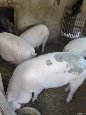 Porci de vanzare - imagine 2 Porci de vanzare - imagine 2