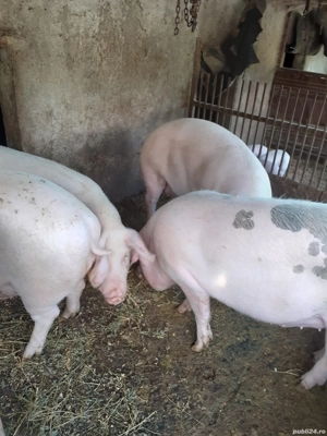 Porci de vanzare - imagine 4 Porci de vanzare - imagine 4