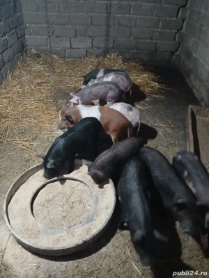 Purcei metis vietnamez+mangalita - imagine 2 Purcei metis vietnamez+mangalita - imagine 2