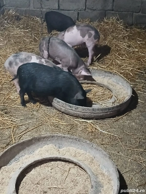 Purcei metis vietnamez+mangalita - imagine 3 Purcei metis vietnamez+mangalita - imagine 3