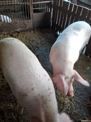 Porci de vanzare
