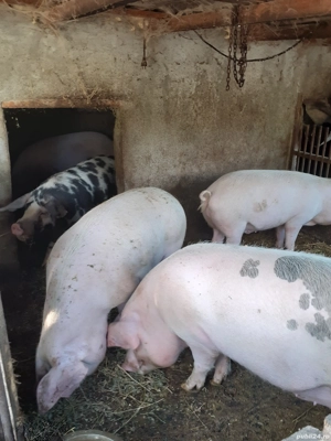 Porci de vanzare - imagine 3 Porci de vanzare - imagine 3