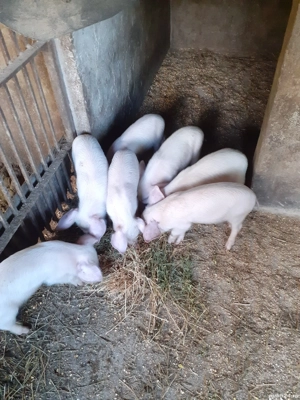 Purcei 6 Saptamani - imagine 3