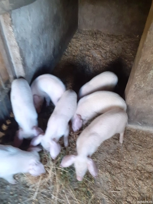 Purcei 6 Saptamani - imagine 4