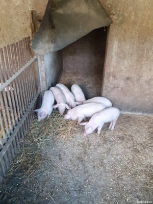 Purcei 6 Saptamani - imagine 2