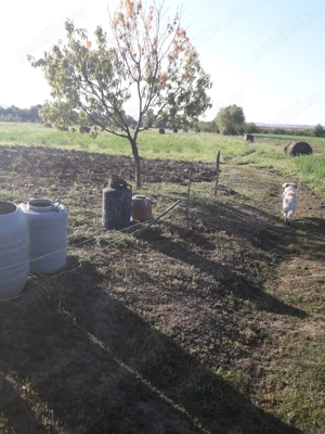 Teren intravilan de vanzare