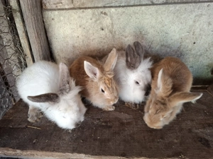 Vand iepuri  sau schimb - imagine 2