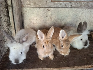 Vand iepuri  sau schimb