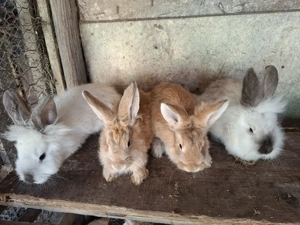 Vand iepuri  sau schimb - imagine 3