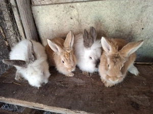 Vand iepuri  sau schimb - imagine 4