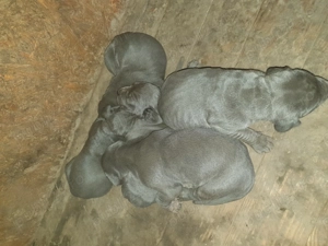 Dog german pui superbi