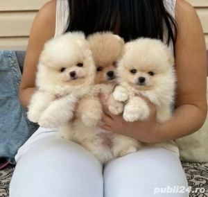 Pomeranian mini cani
