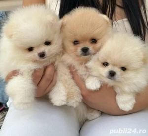 Pomeranian mini cani - imagine 3