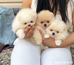 Pomeranian mini cani - imagine 2