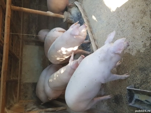 vand porci pt craciun