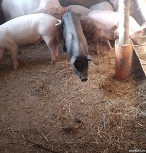 purcei de vânzare  - imagine 5