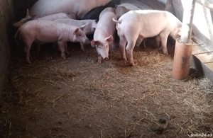 purcei de vânzare  - imagine 3