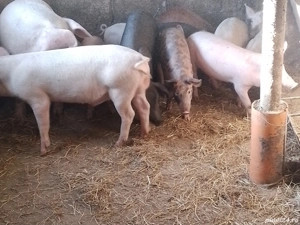 purcei de vânzare  - imagine 2