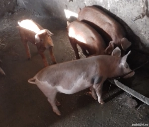 purcei de vânzare  - imagine 4