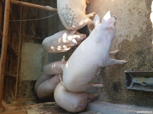 vand porci pt craciun - imagine 2 vand porci pt craciun - imagine 2