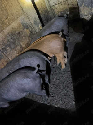 Porci de vanzare - imagine 2