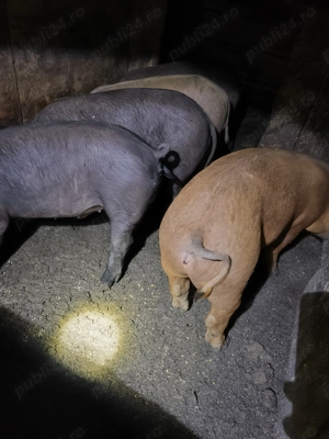 Porci de vanzare - imagine 3