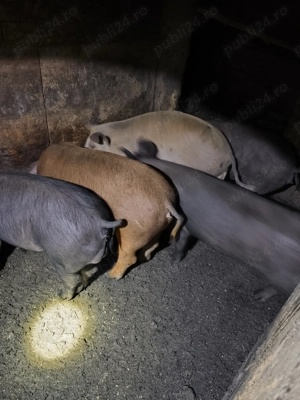 Porci de vanzare - imagine 4