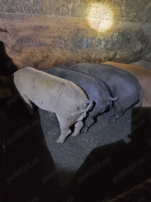 Porci de vanzare - imagine 5