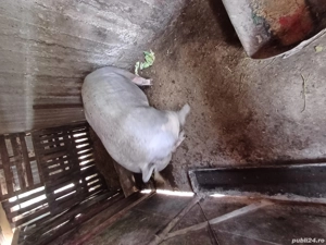 Scroafă pietran  - imagine 4