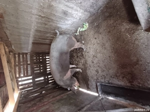 Scroafă pietran  - imagine 6