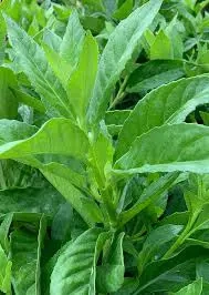 vand gynura procumbens - spanacul longevitatii