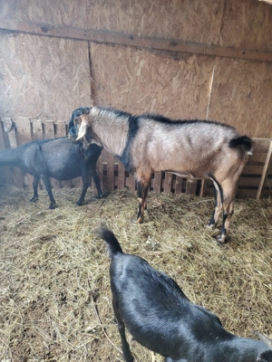 Schimb sau vând  - imagine 2