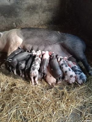 purcei bazna - imagine 4 purcei bazna - imagine 4