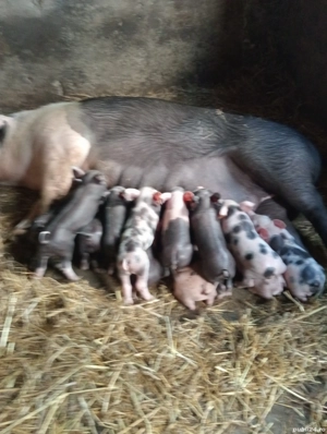 purcei bazna - imagine 2 purcei bazna - imagine 2