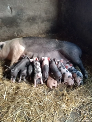 purcei bazna - imagine 3 purcei bazna - imagine 3