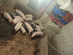 Vând purcei 7-8 săptămâni 300 lei bucata și porci grași 80-200 kg. 