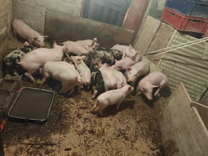 Vând purcei 9-10 săptămâni 300 lei bucata și porci grași 80-200 kg.  - imagine 2