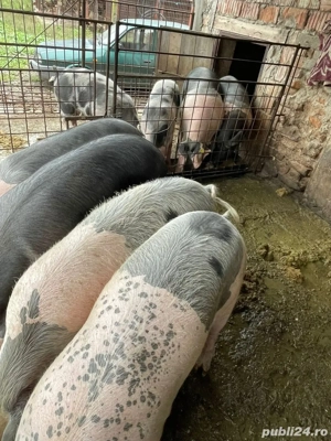 porci de vanzare  - imagine 2 porci de vanzare  - imagine 2