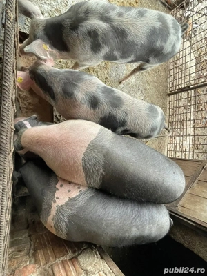 porci de vanzare  - imagine 3 porci de vanzare  - imagine 3